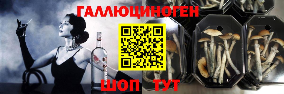Псилоцибиновые грибы Cubensis Геленджик